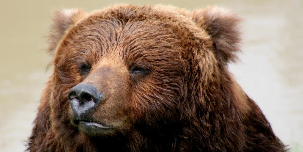 Man Tries to Take a Selfie with a Bear, Gets Mauled to Death