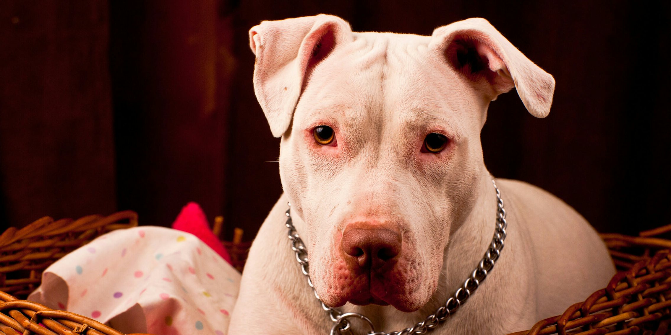 Photo of a pit bull