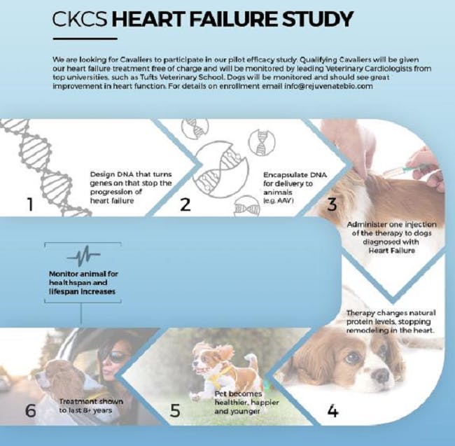 rejuvenate bio gene therapy dogs