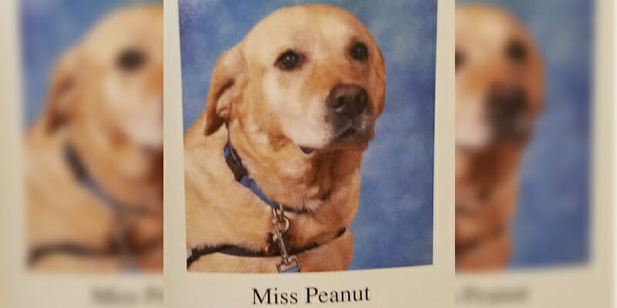 therapy dog yearbook miss peanut