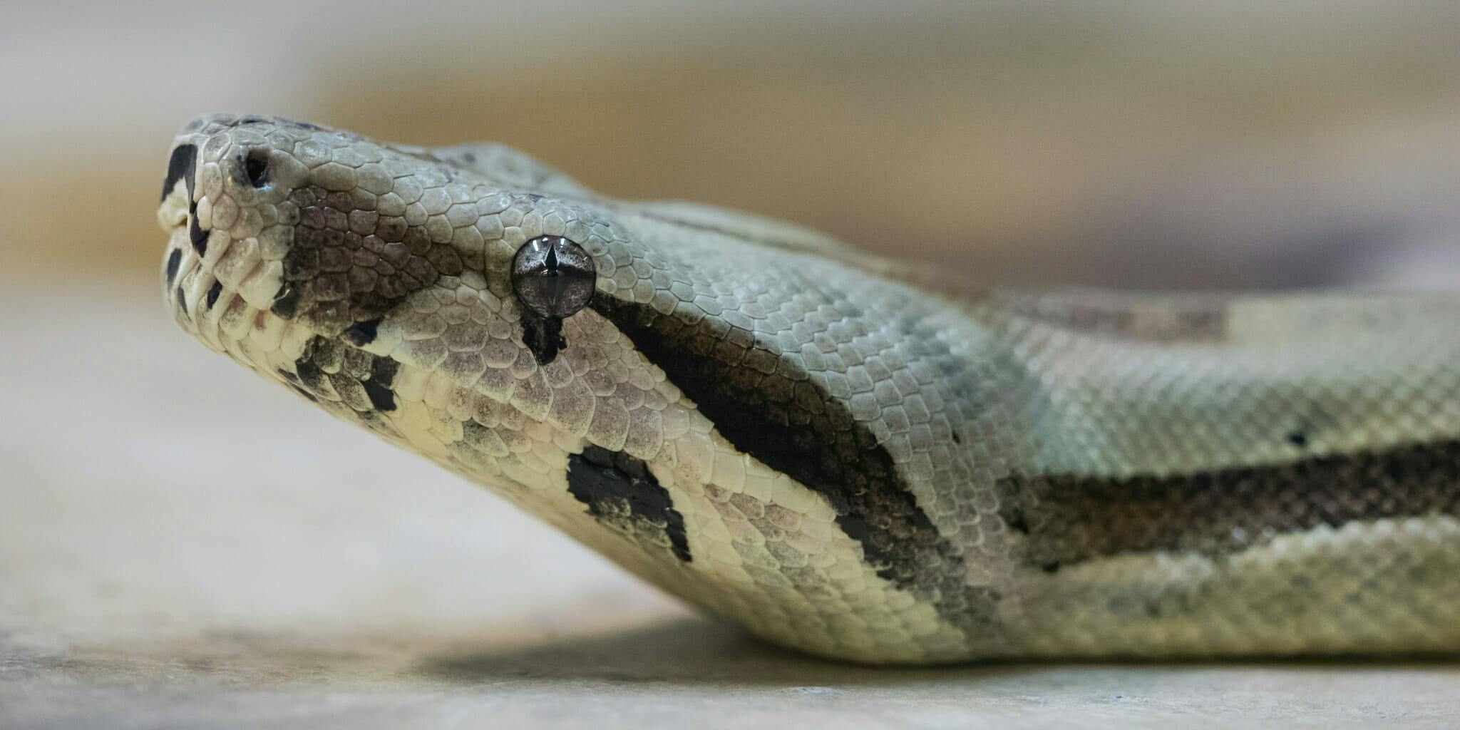 Police Ask for Help Locating Person Who Left 5-Foot Snake in Rental Car