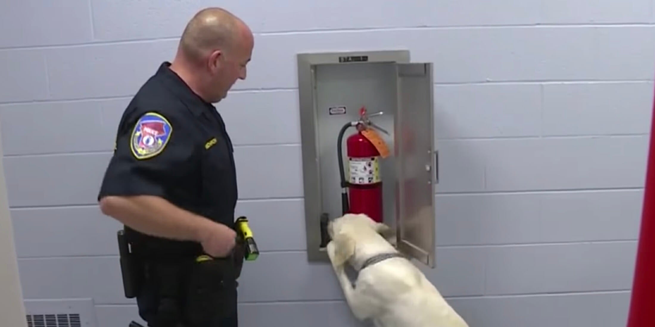 Electronic Storage Detection Dogs Sniff Out Cybercrime Evidence