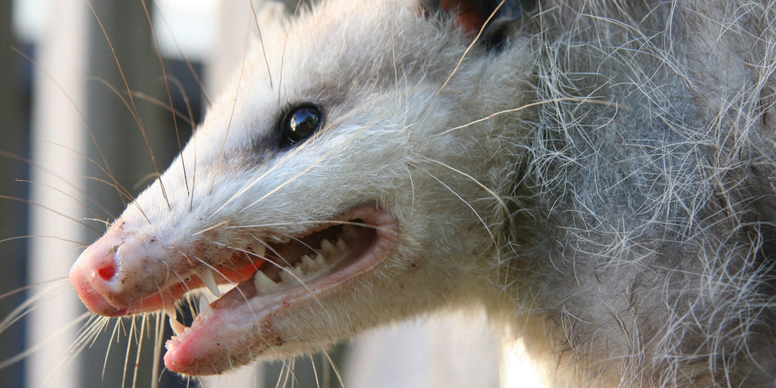 Possum screaming meme