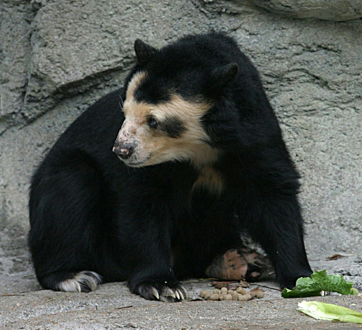 Spectacled_Bear_-_Houston_Zoo