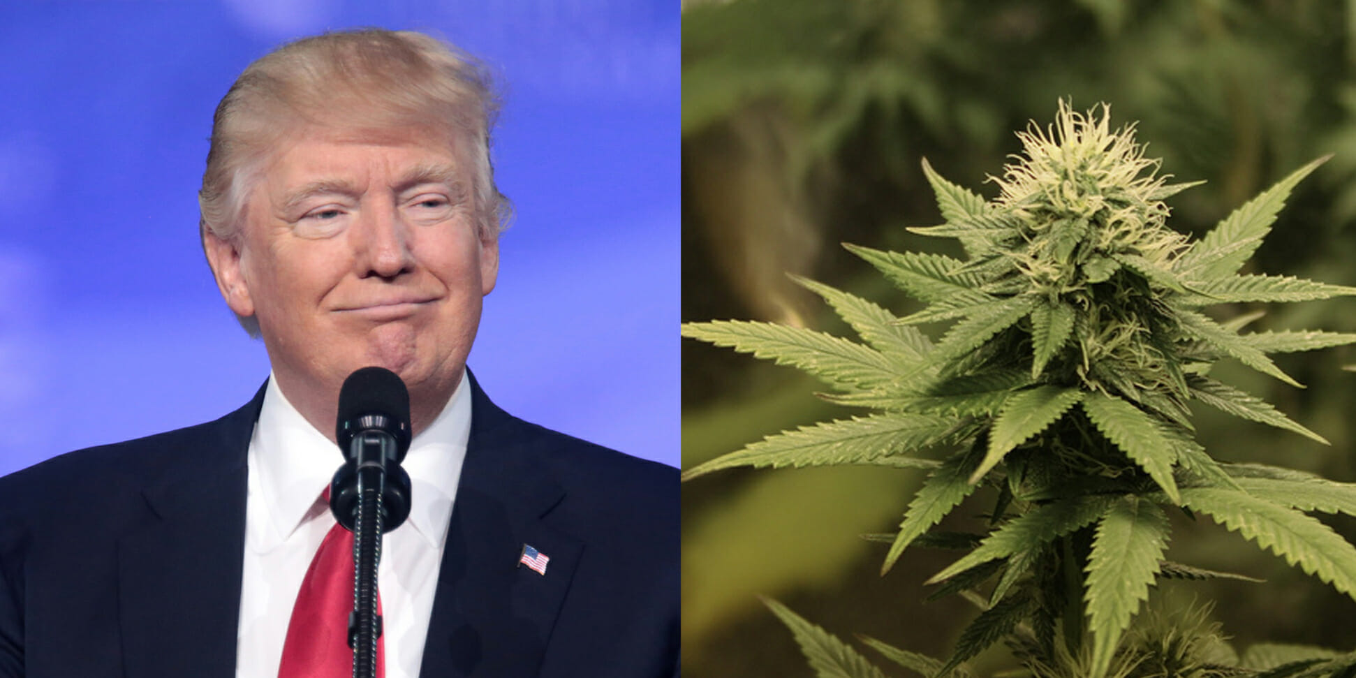 Trump Says He Will 'Probably' Support Marijuana States Protection Bill