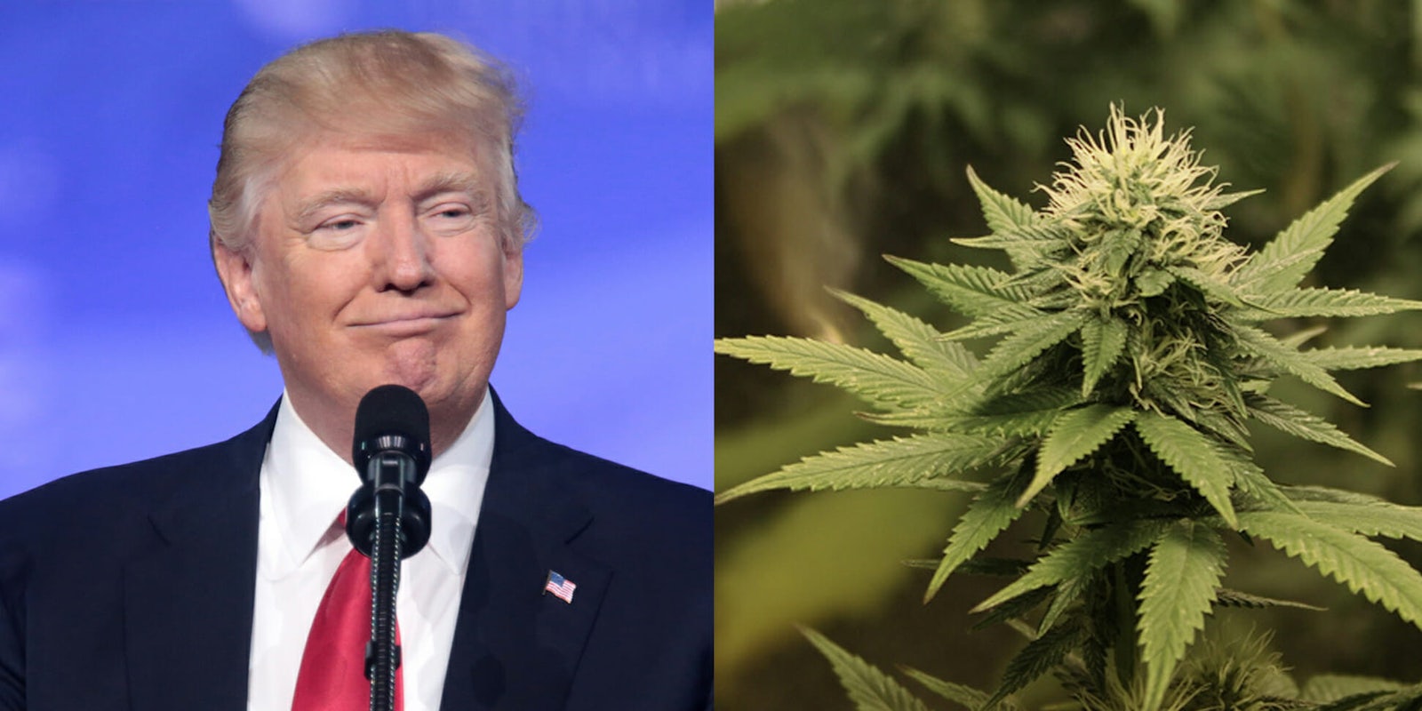 President Donald Trump said on Friday that he would 'probably' support a bill in Congress that would protect states that have legalized marijuana from interference from the federal government, according to reports. 