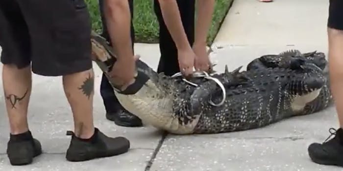 A Florida trapper was head-butted unconscious by an alligator trying to escape his captors.