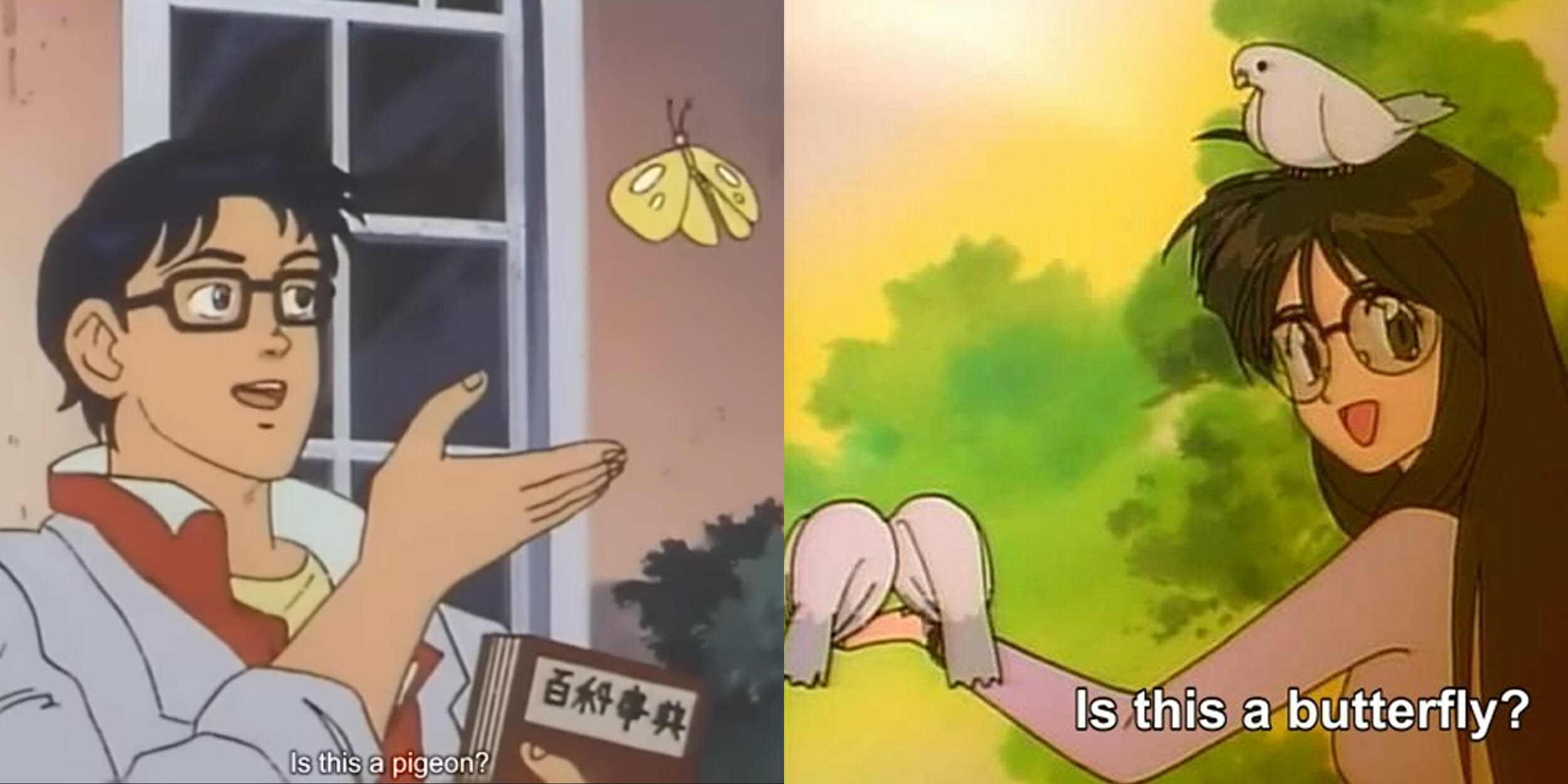 Create comics meme what kind of bird is this this pigeon meme anime meme  with butterfly anime  Comics  Memearsenalcom
