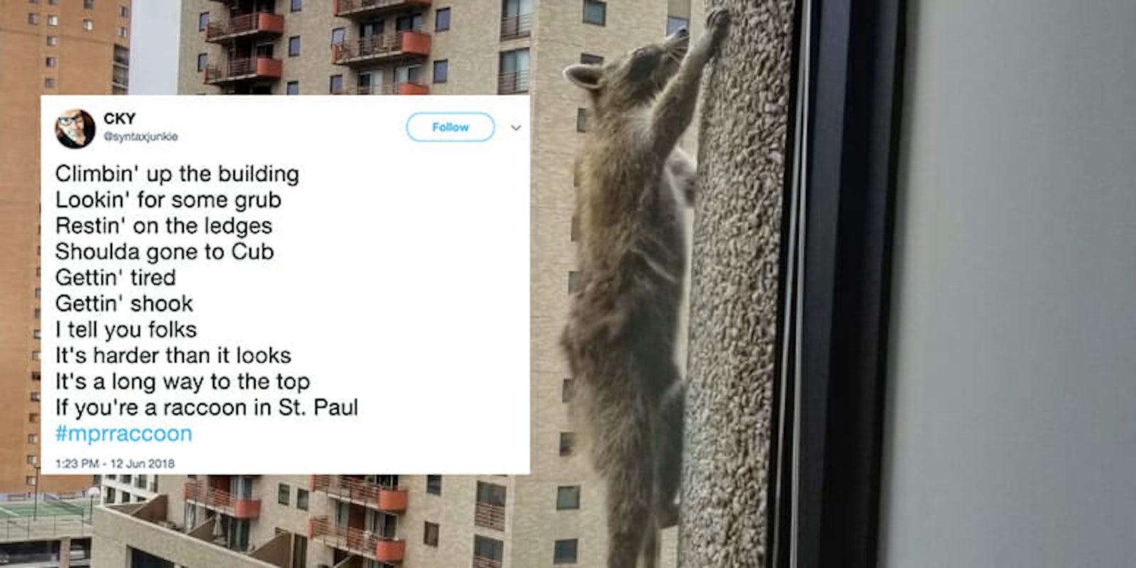 A raccoon dubbed #MPRRaccoon scaled a building in St. Paul, Minneapolis, causing anxiety on Twitter.