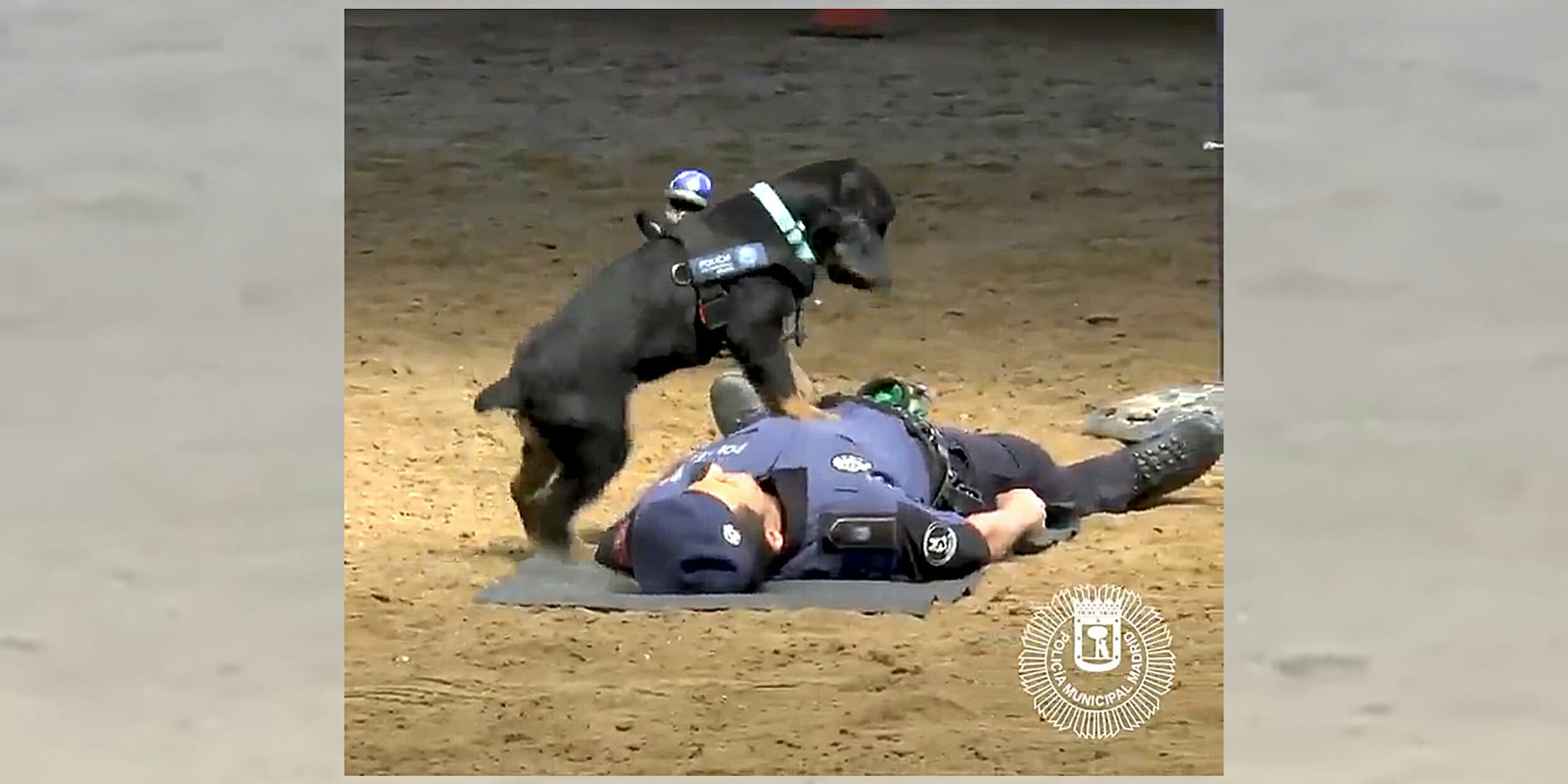 rescue dog performs cpr