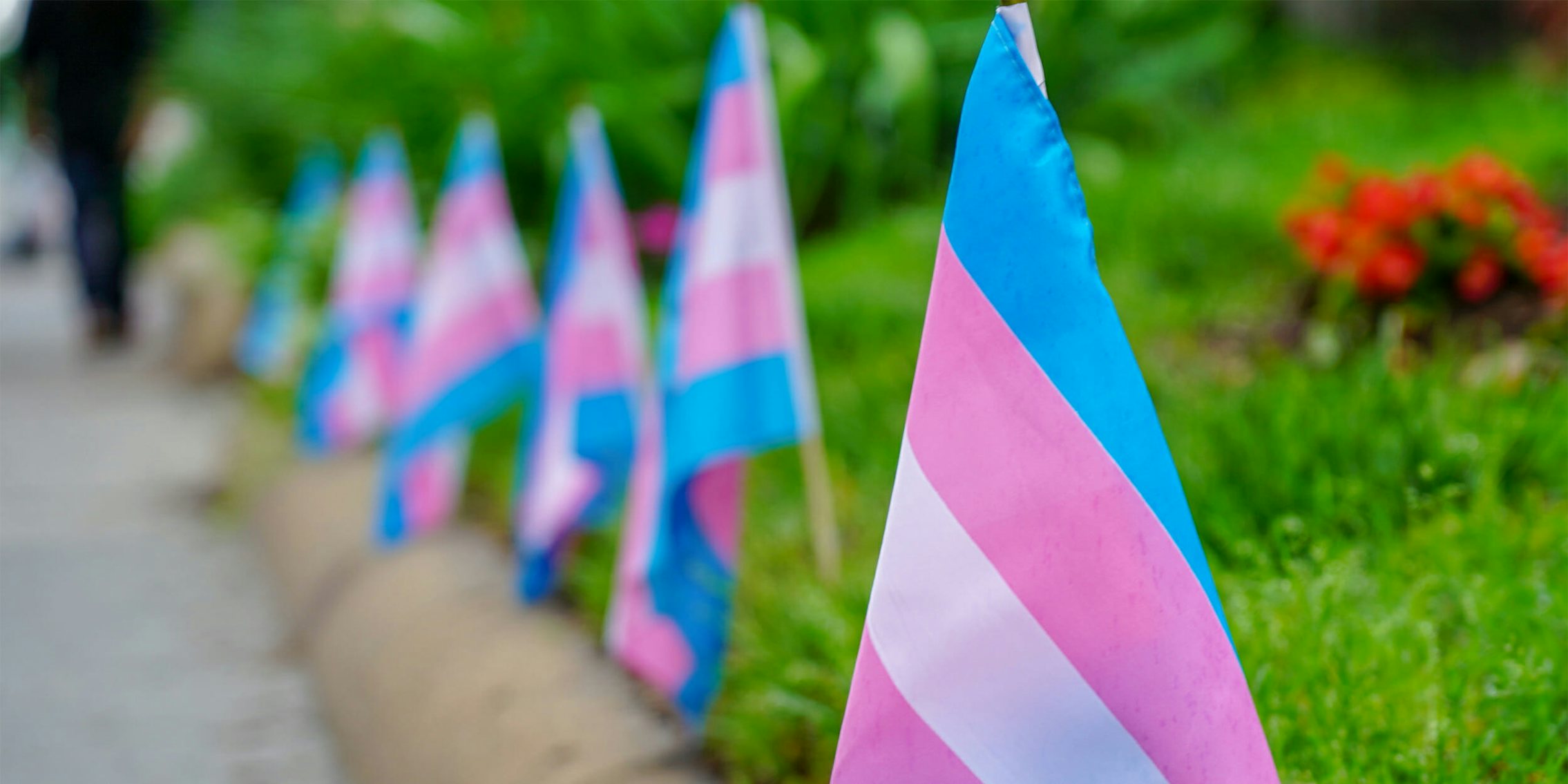 transgender flags