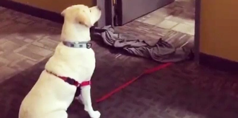 #WhatTheFluffChallenge Has People Confusing Their Dogs