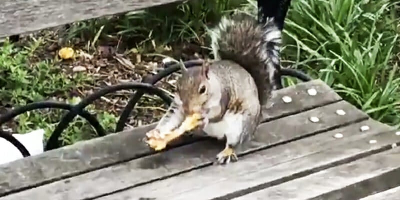 wing squirrel