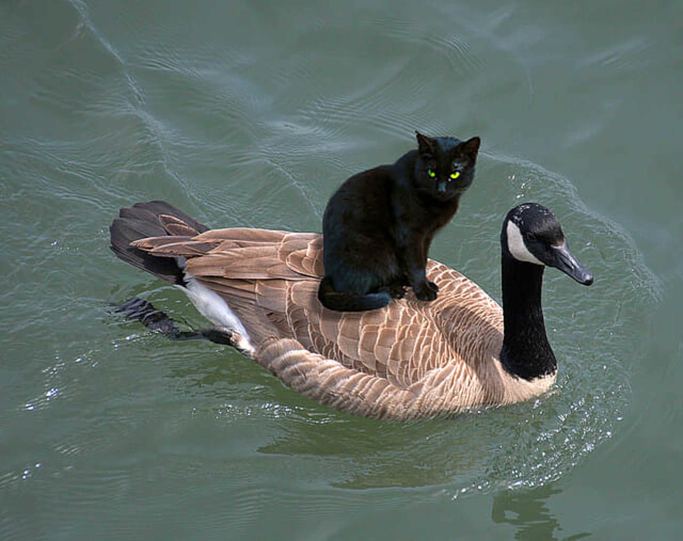 Viral Image of a Cat Riding a Goose Is FAKE, But the Internet Loves It
