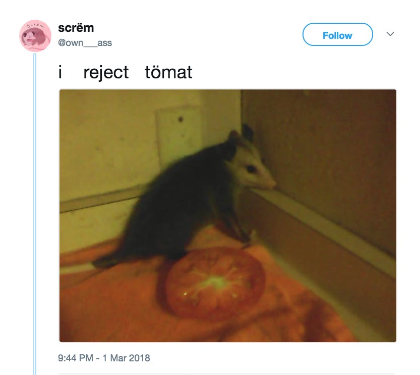 possum meme