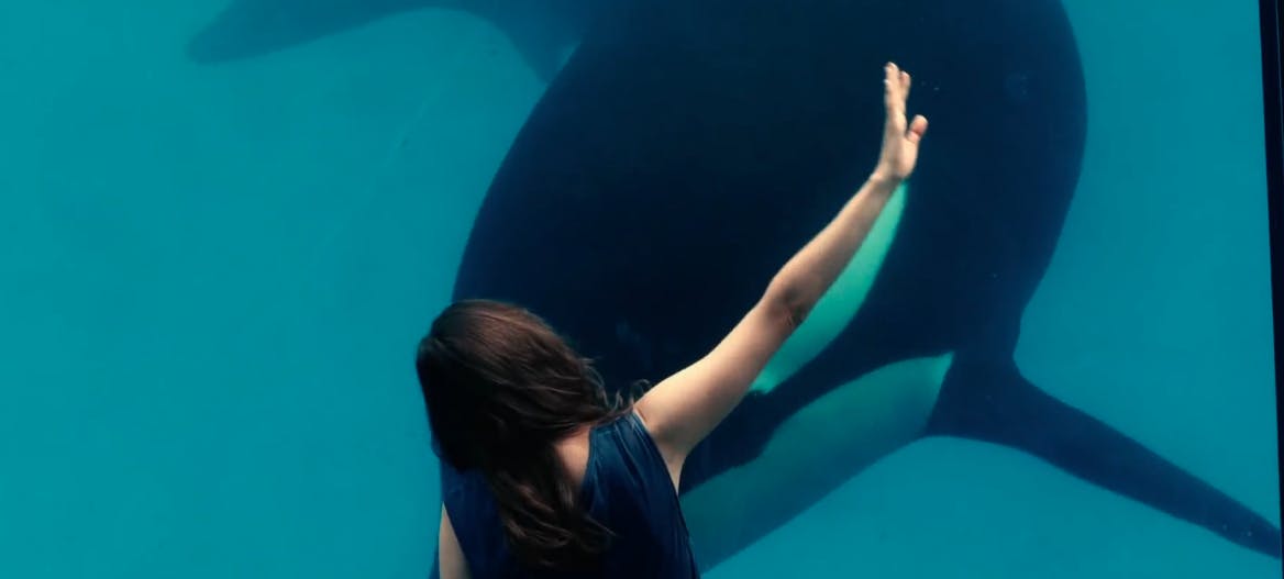 best french movies netflix - rust and bone
