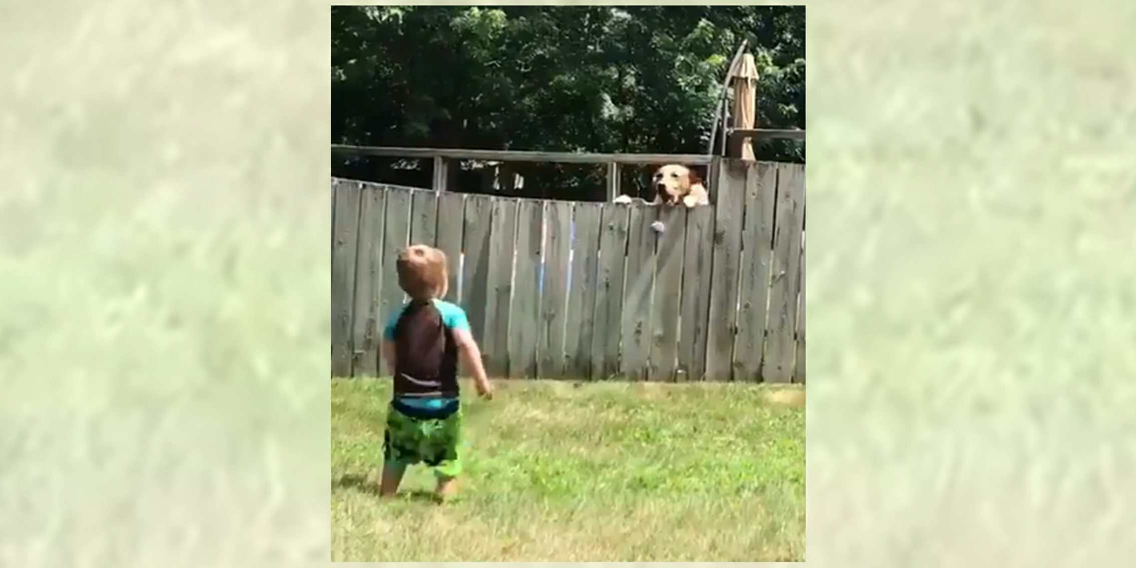 boy and dog play fetch through fence