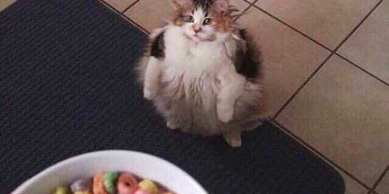 cat froot loops
