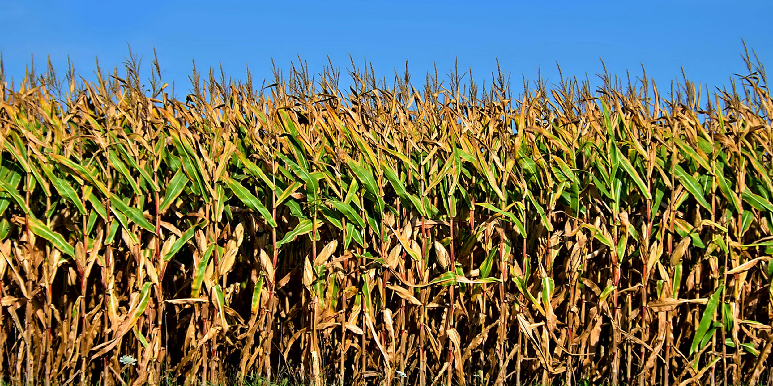 Fields of Corn