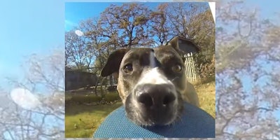 dog steals a go pro