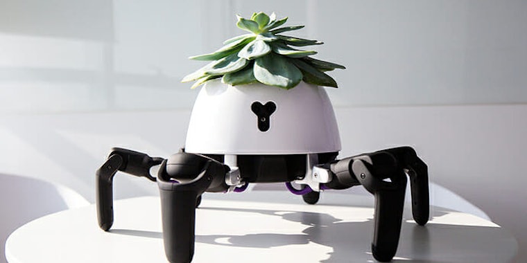 This six-legged robot designed to keep plants alive was created by Vincross founder Sun Tianqi.