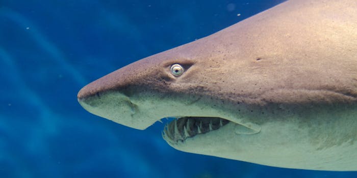 A nurse shark bit an Instagram model as she posed for a photo in the Bahamas.