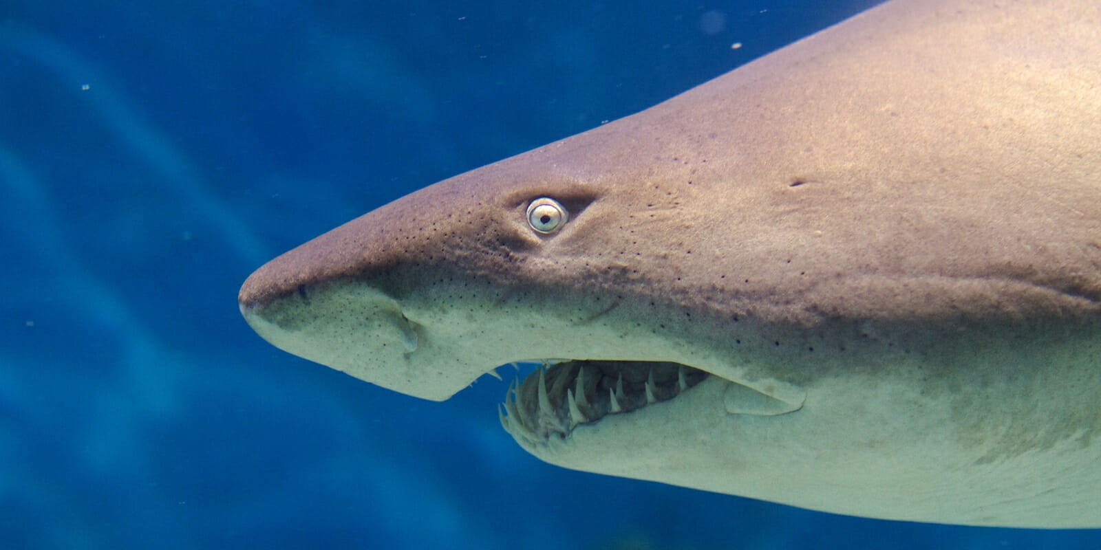 A nurse shark bit an Instagram model as she posed for a photo in the Bahamas.