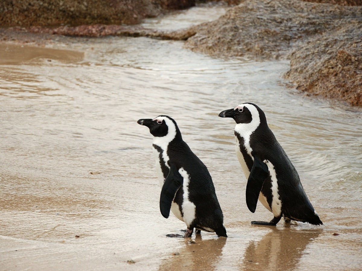 penguin couple beach