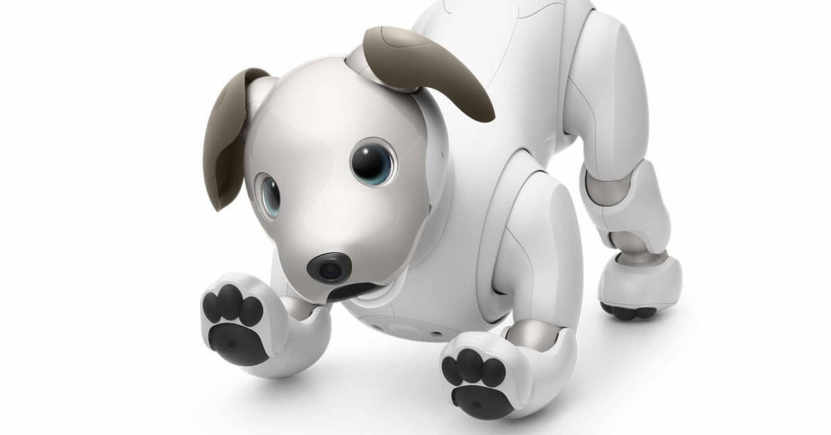 cute robot dog