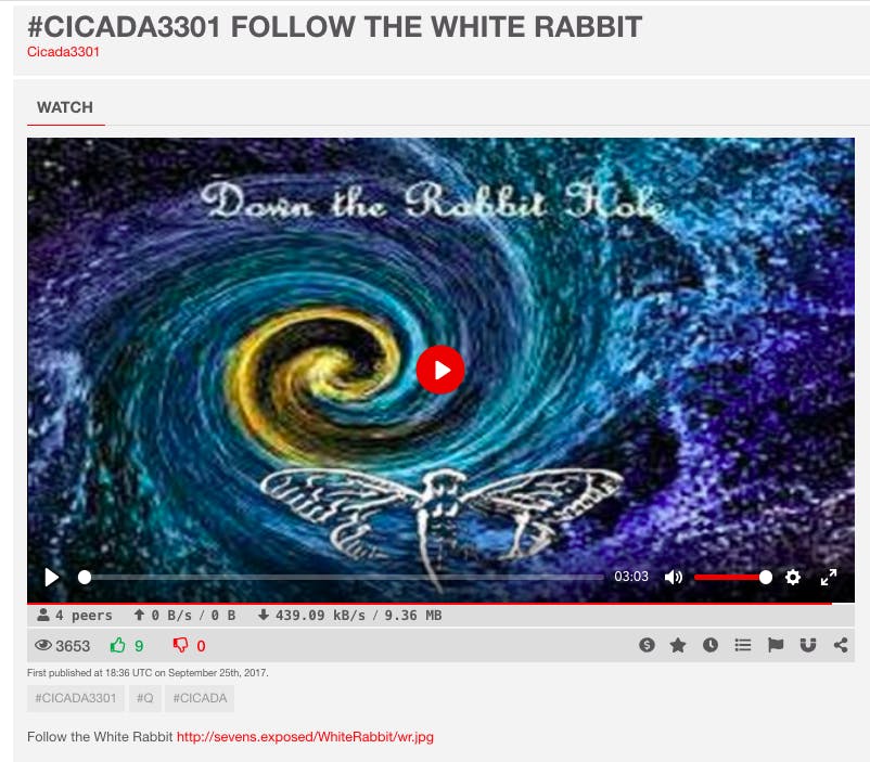 cicada white rabbit