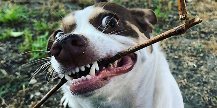 mister bubz with a stick in his mouth