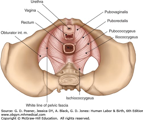 Pc muscle pubococcygeus Female orgasm: