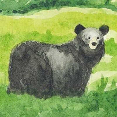 bear twitter avatar