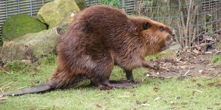 A man was reportedly arrested after sexually assaulting a dying beaver.