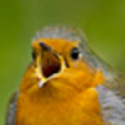 bird twitter avatar