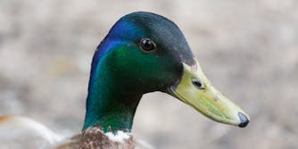 Mallard duck head