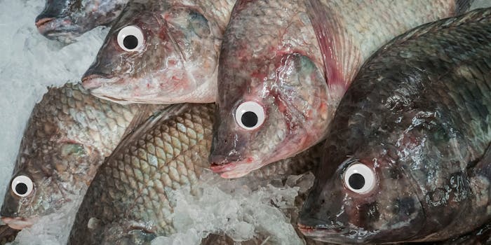 googly eye fish market