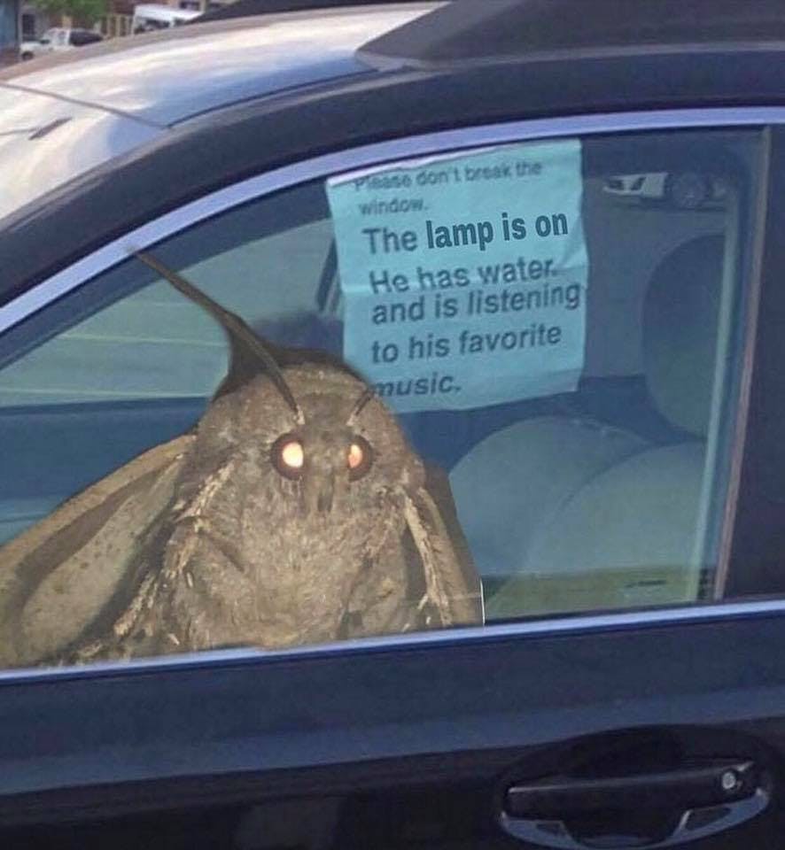 moth meme