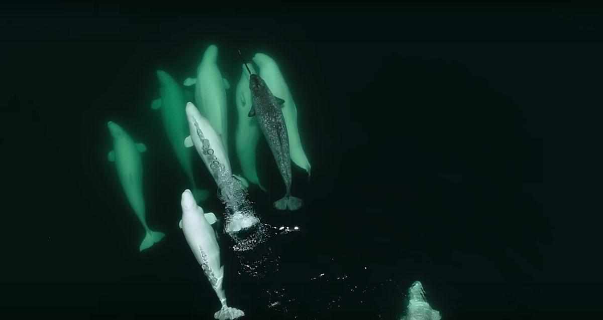 narwhal with beluga whales