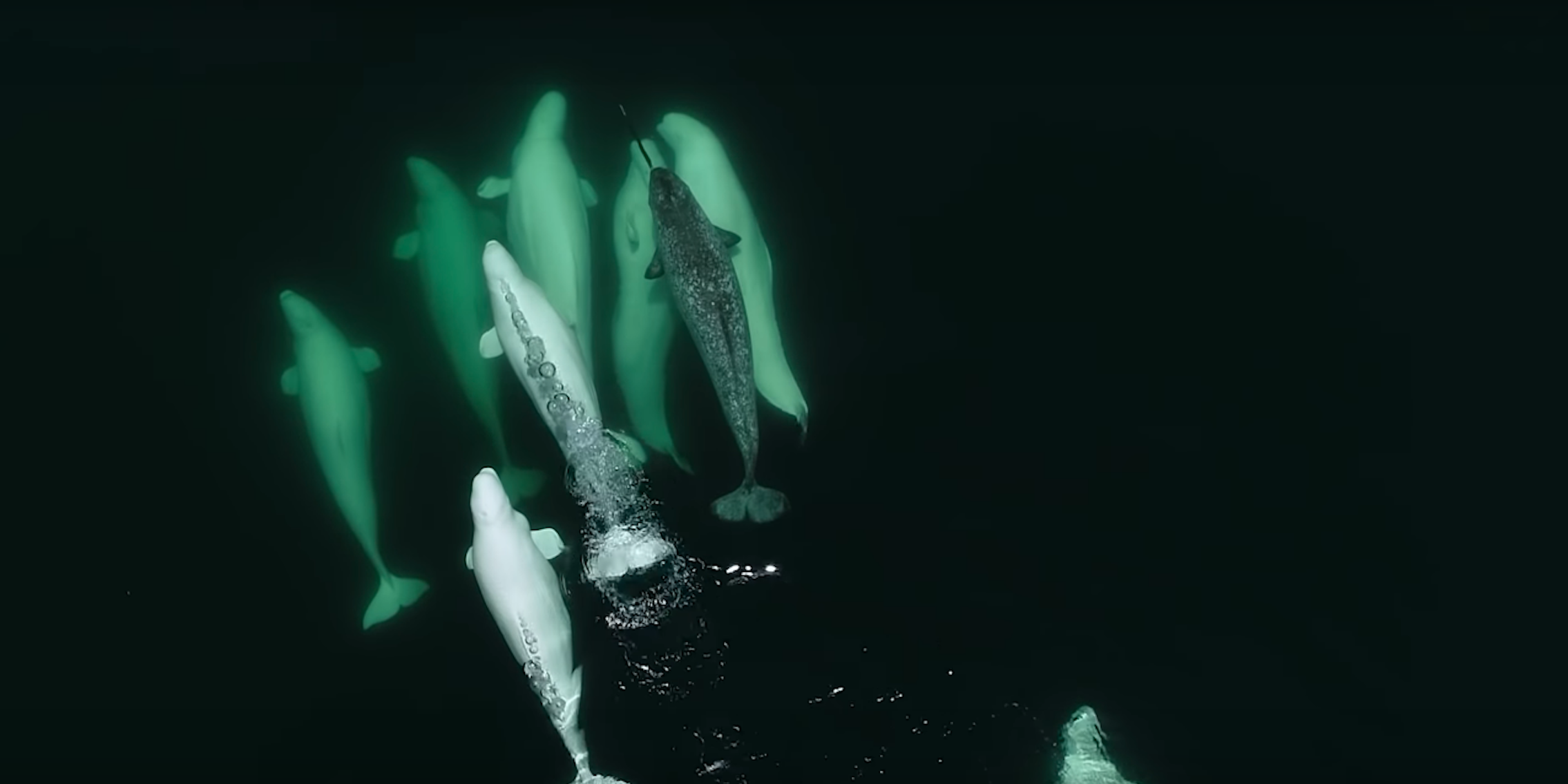 narwhal with beluga whales