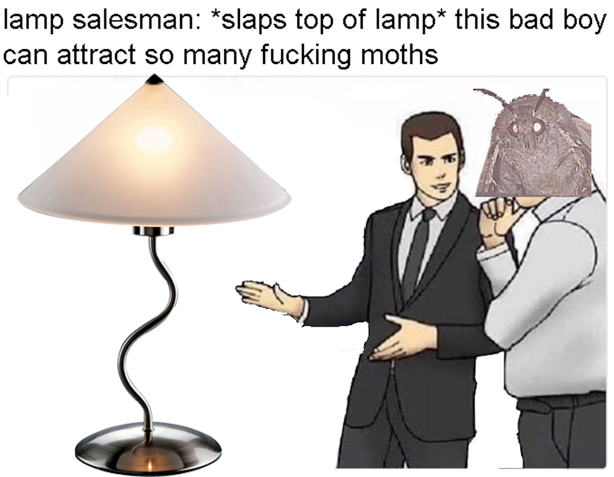 Moth Memes Are Taking Over The Internet: Here Are The Best Ones