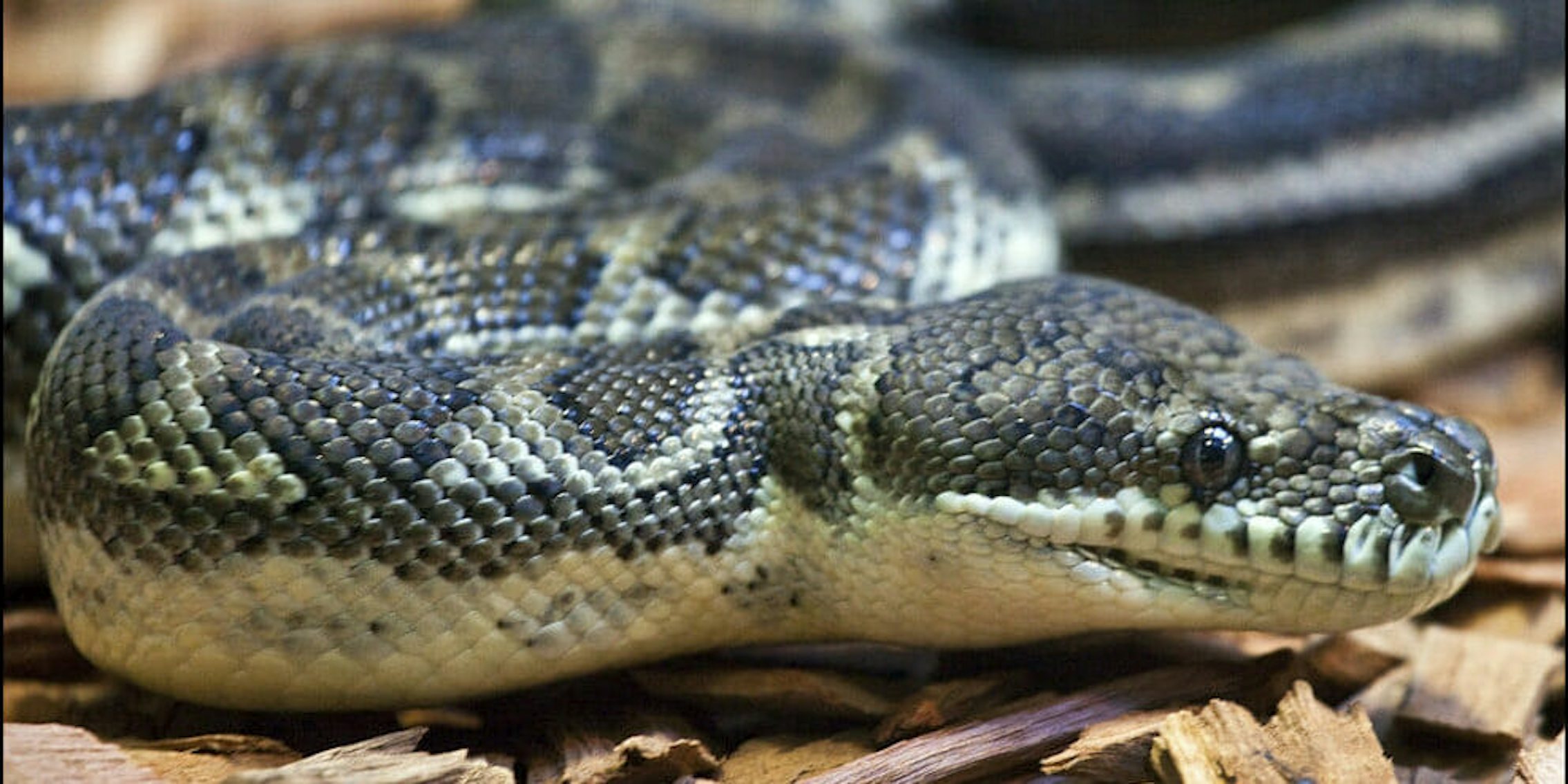 snake carpet python