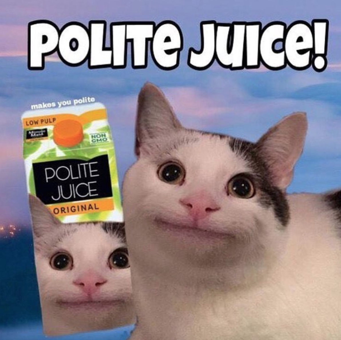 Polite Cat Meme Is This Viral Image Of A Cat Real Or Fake 