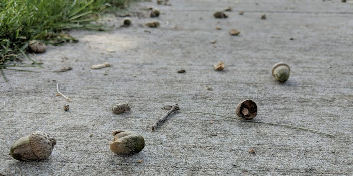 acorns on sidewalk