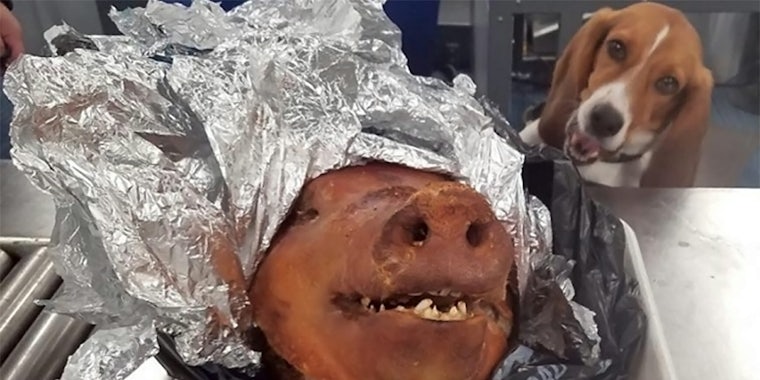 customs dog with pig head