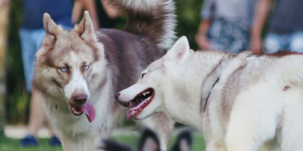 This photo is being hailed as the official dog version of the distracted boyfriend meme.