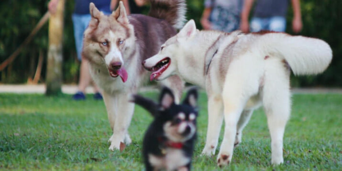 Distracted Boyfriend Meme Now Has an Official Dog Version