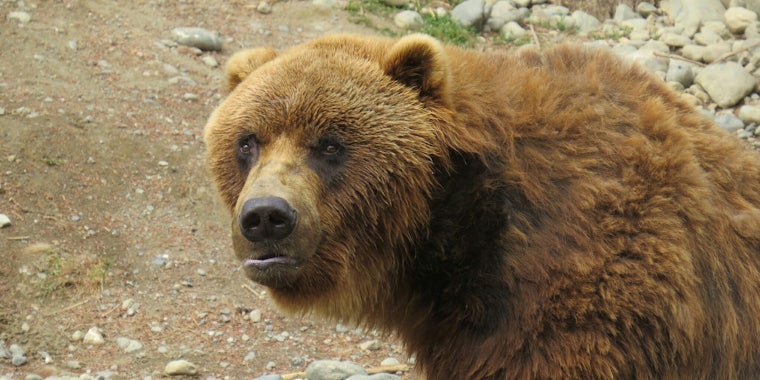 It's Fat Bear Week for Alaska's Katmai National Park.