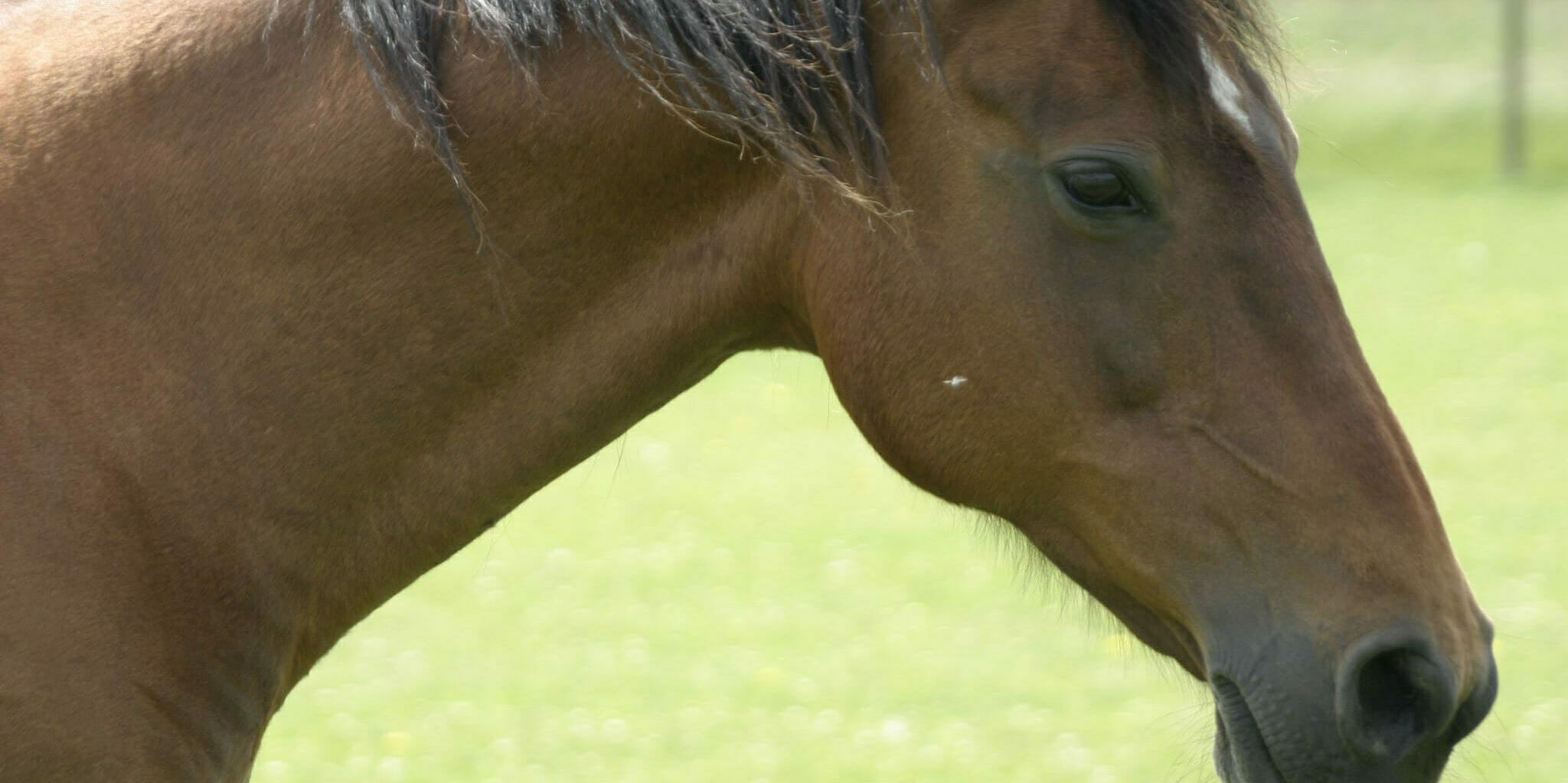 Horse Barges into Bar in France, Scaring Customers And Wrecking Havoc