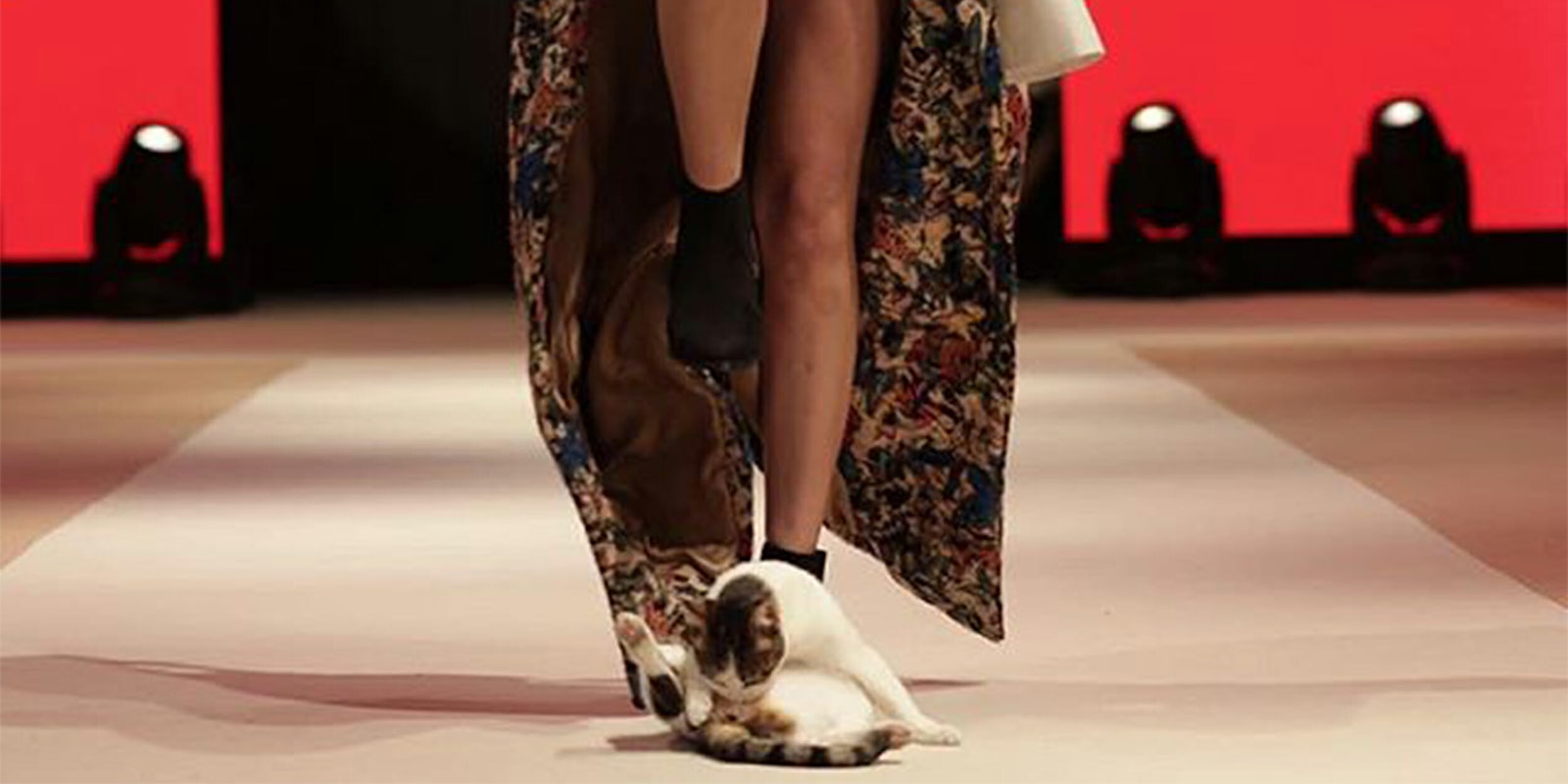 model cat on the runway